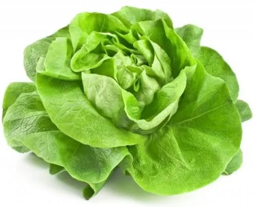 Lattuga