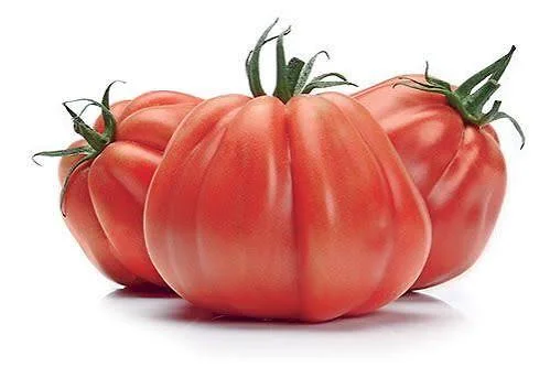 Pomodoro cuore di bue