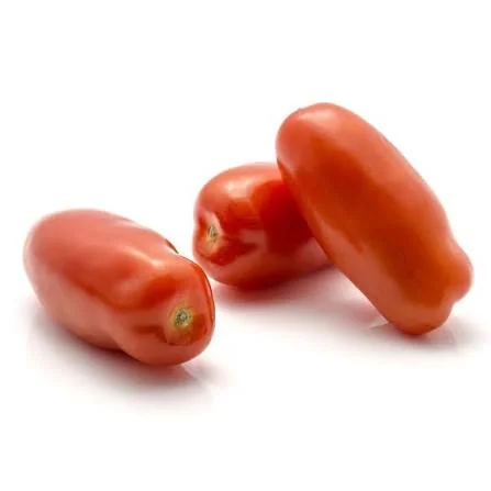 Pomodoro oblungo
