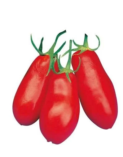 Pomodoro San Marzano